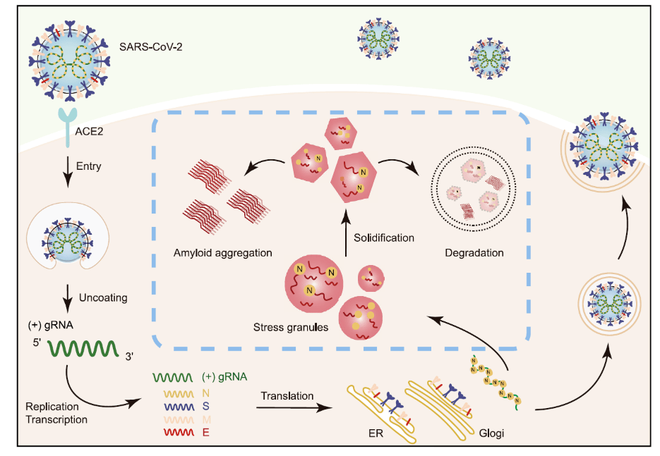 cov-2干擾應激顆粒穩態並促進蛋白病理性相變聚集_研究_蛋白質_細胞