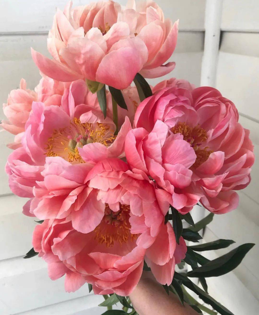 带你识花珊瑚落日芍药