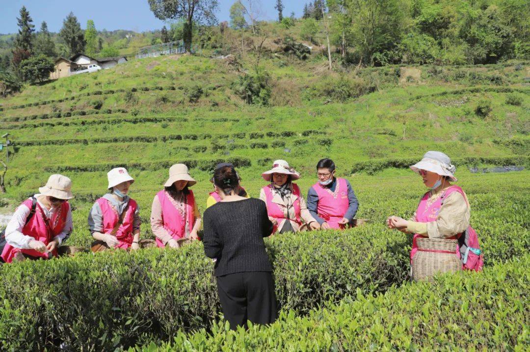 巾幗志願者們瞭解採茶要領後,便在茶園裡忙碌起來,小心翼翼將一芽一葉