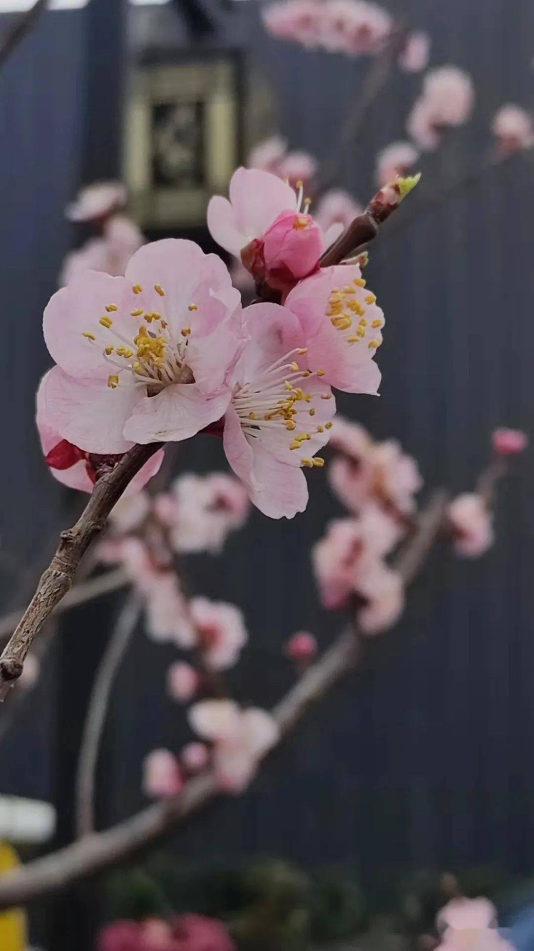 夜航船 成长不应以枯萎为代价 家庭教育也应去 中心化 孩子 方式上 自转