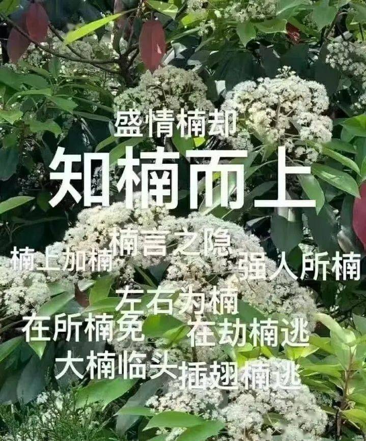 表情包成了我们与石楠花相伴日子的必需品为抵挡石楠花臭味来袭但这