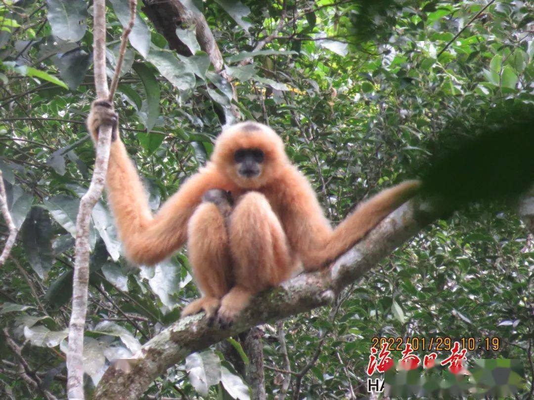 海南吉祥物长臂猿图片