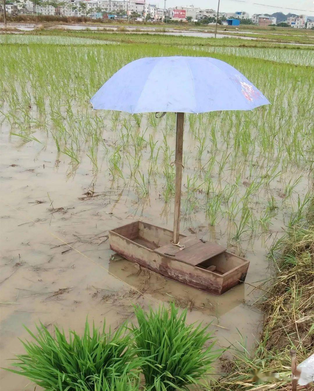 插秧了喂······又到一年一度春种时节清明过后正文内容开始