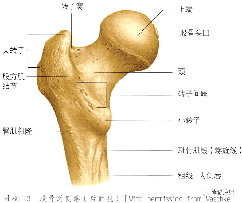 解剖丨骨盆股骨