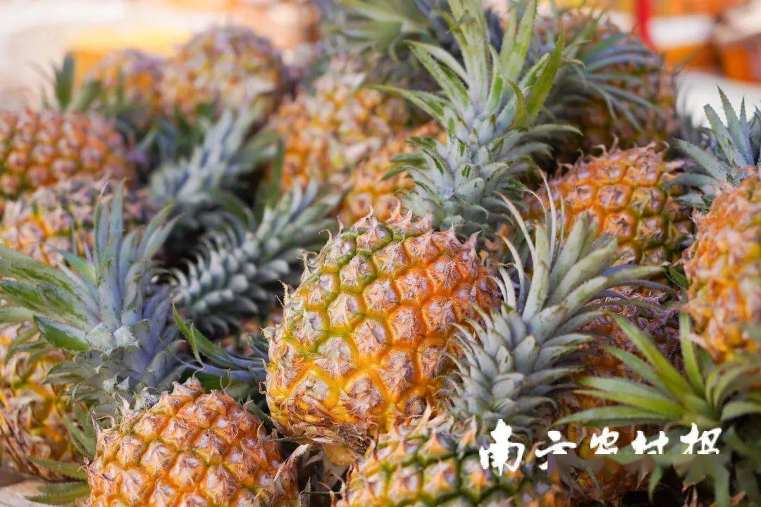 水果鲜切的新宠徐闻十大举措扶持菠萝加工
