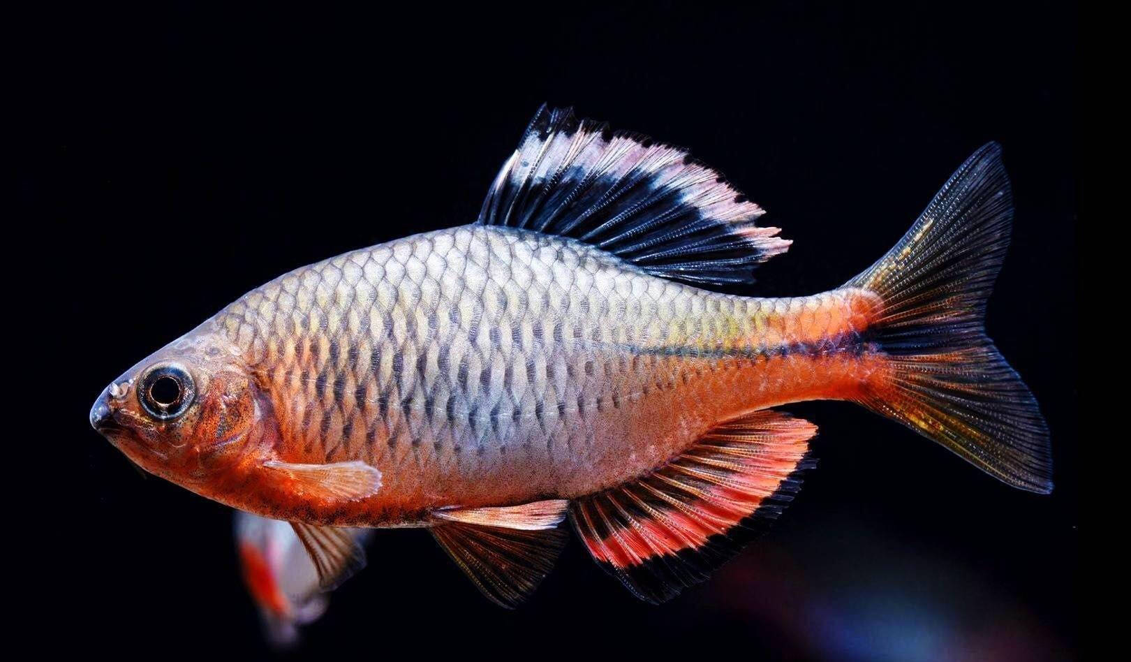 给观赏鱼治病的黄粉真能quot包治百病quot吗你用对了吗