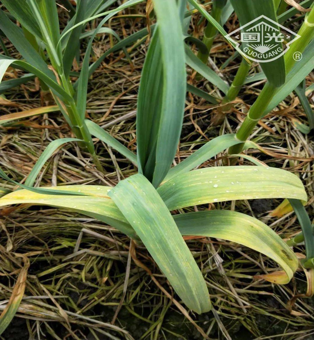 大蒜细菌性软腐病你不得不防