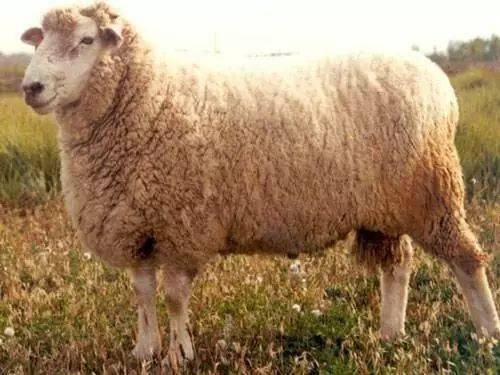 波德代全身白色,后躯丰满,存活率和泌乳量都较高,分娩难产率低,产毛量