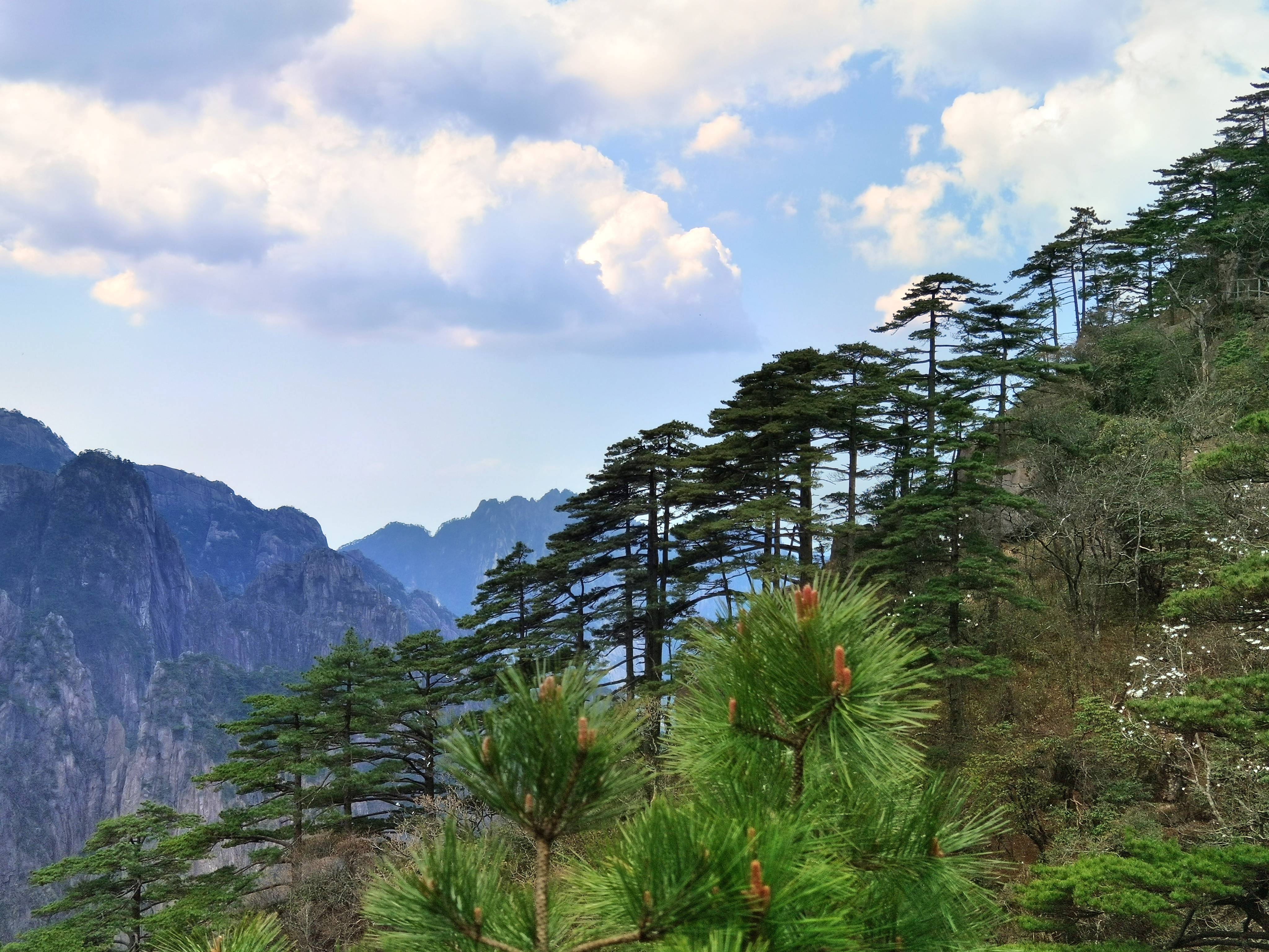 旅游 | 黄山春色 饱和度拉满的季节