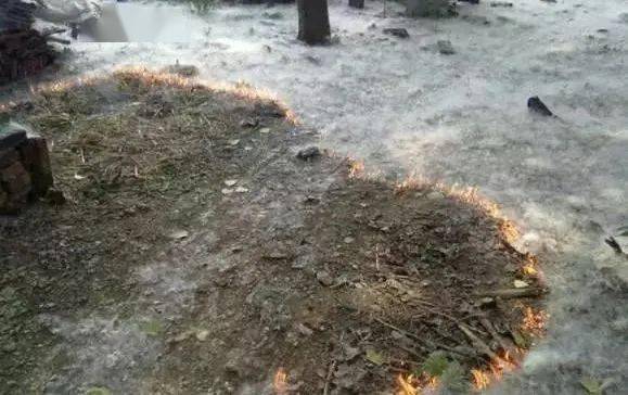 县应急管理局发布杨柳絮火灾防控安全提示