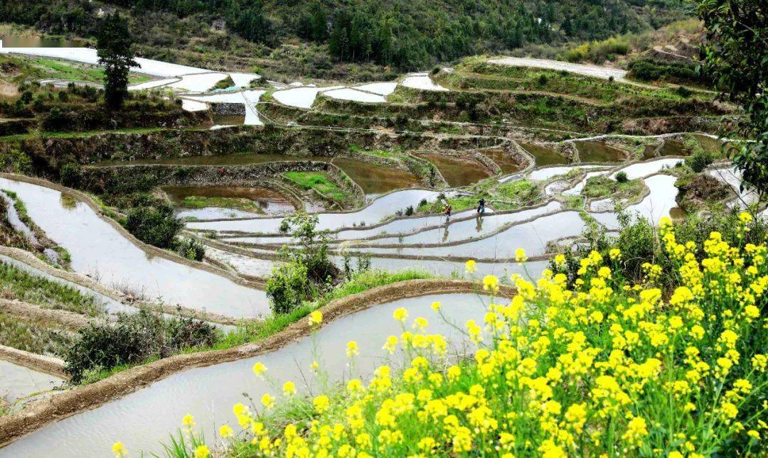 叶生:开荒南野际 奋斗出良田_种植_寿宁县_村民