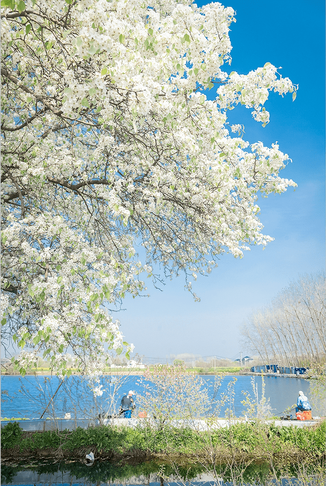 十分壮观尤其是生态科技新城的两棵棠梨树微风袭来,花瓣落下,清新美丽