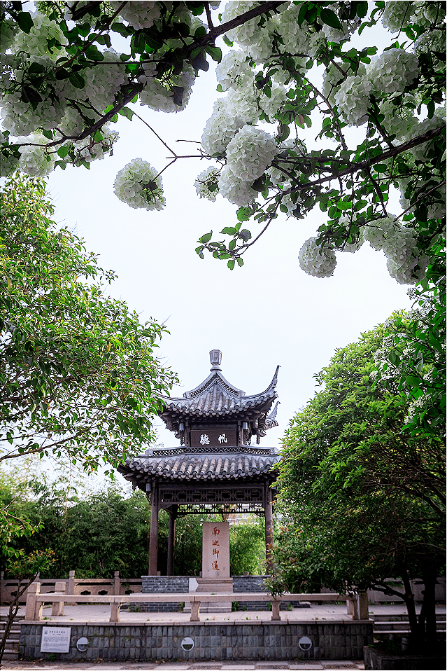 这抹不一样的春光,也很美!_扬州_琼花_瘦西湖