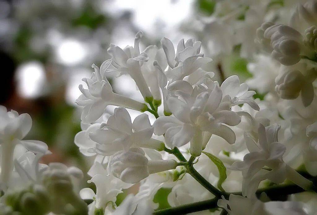 幽香引蝶栩丁香花