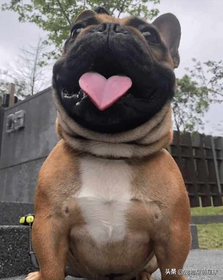 主人无意拍出狗狗的爱心舌头狗狗连舌头都是爱你的形状