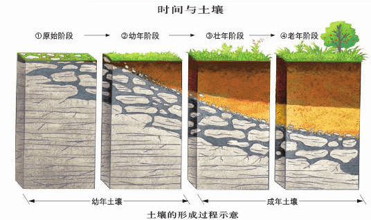 五,成土过程示意图四,土壤形成与成土母质三,土壤形成与地形二,土壤