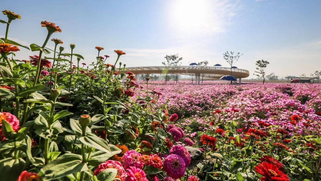 uas宿迁市三台山森林公园衲田花海景观设计