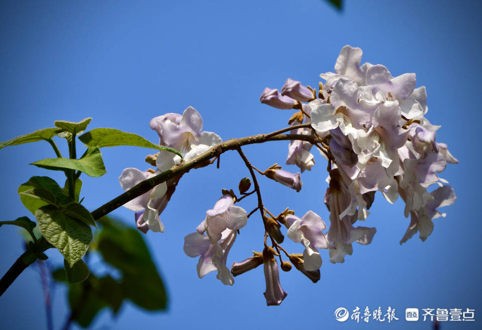 梧桐花开 凤凰自来