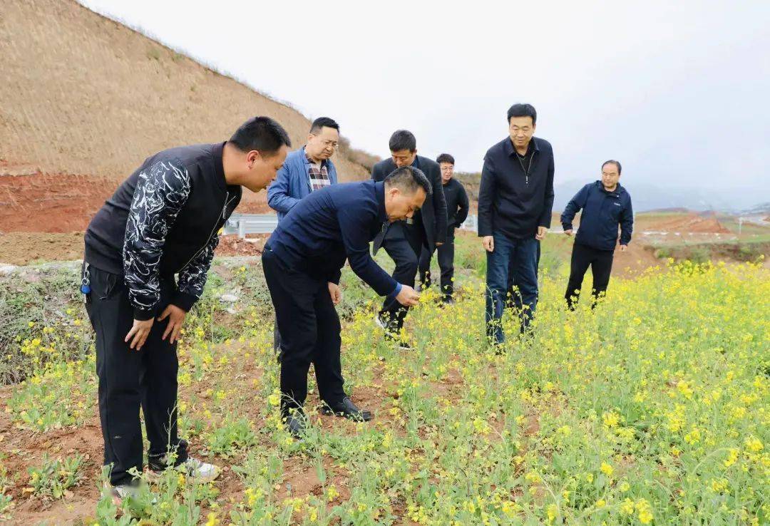 王新强检查指导低温冷冻天气防范应对工作_群众_武山_生活