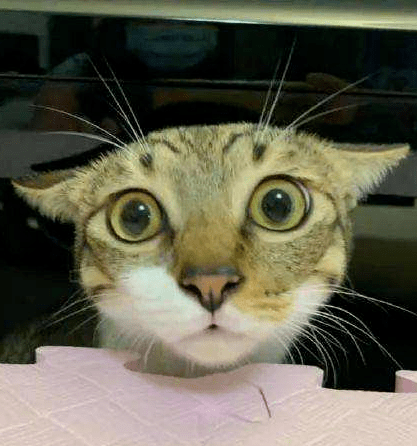 猫行为学专栏 猫的面部表情解读 瞪眼睛 猫咪 瞳孔 时候