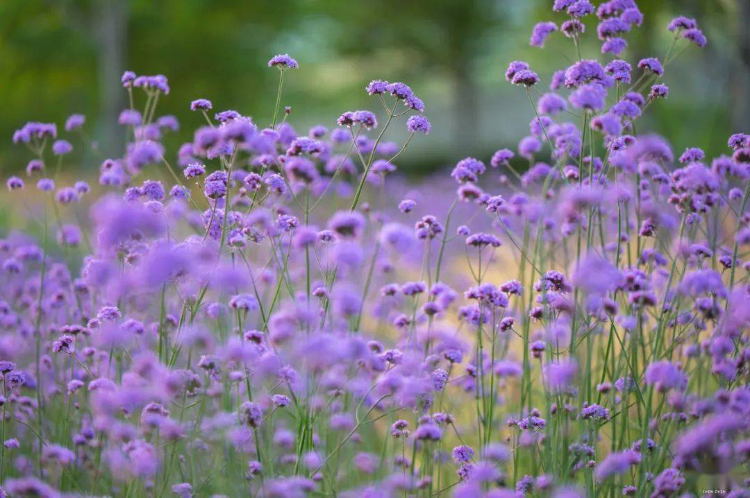 喜欢这片紫色花海的,趁着欢乐港湾的马鞭草,花开正好,有空赶紧约上