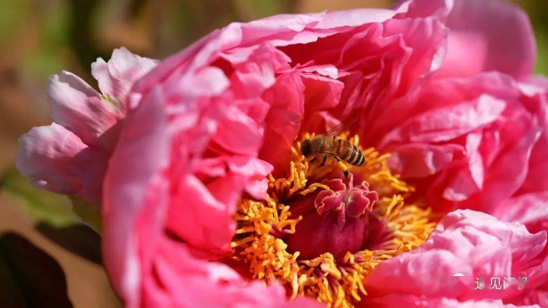 看闽侯丨天青色等烟雨大湖牡丹花开在等你