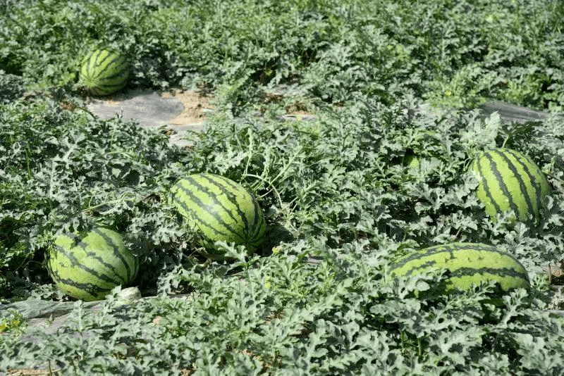 双江山地西瓜成熟上市