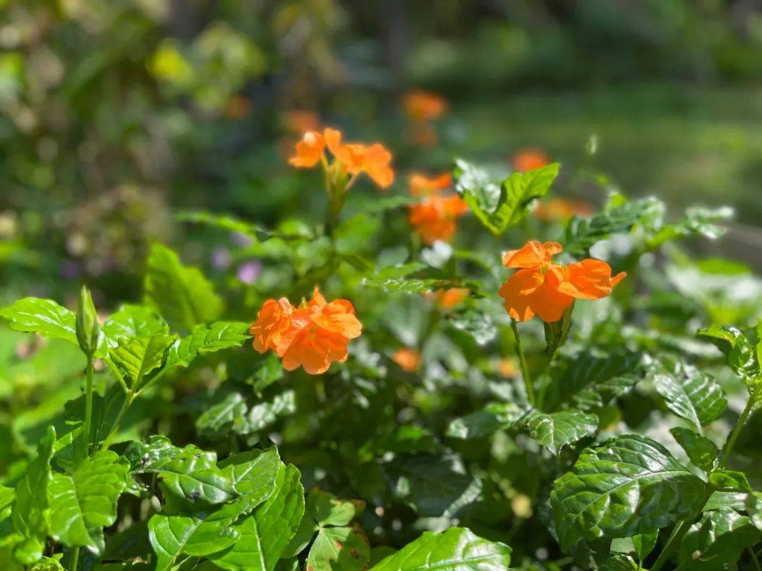 与好友家人讨论哪朵长得俏皮可爱,哪朵比较乖巧,接着一同被花开的盛况