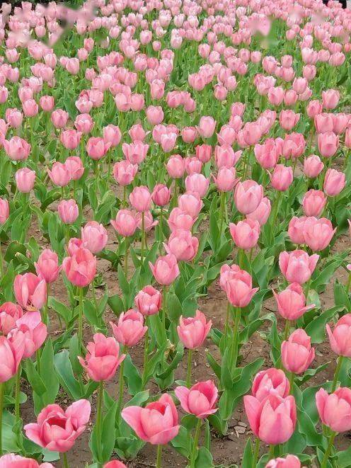 花海警告这500万株郁金香霸屏北京人的朋友圈