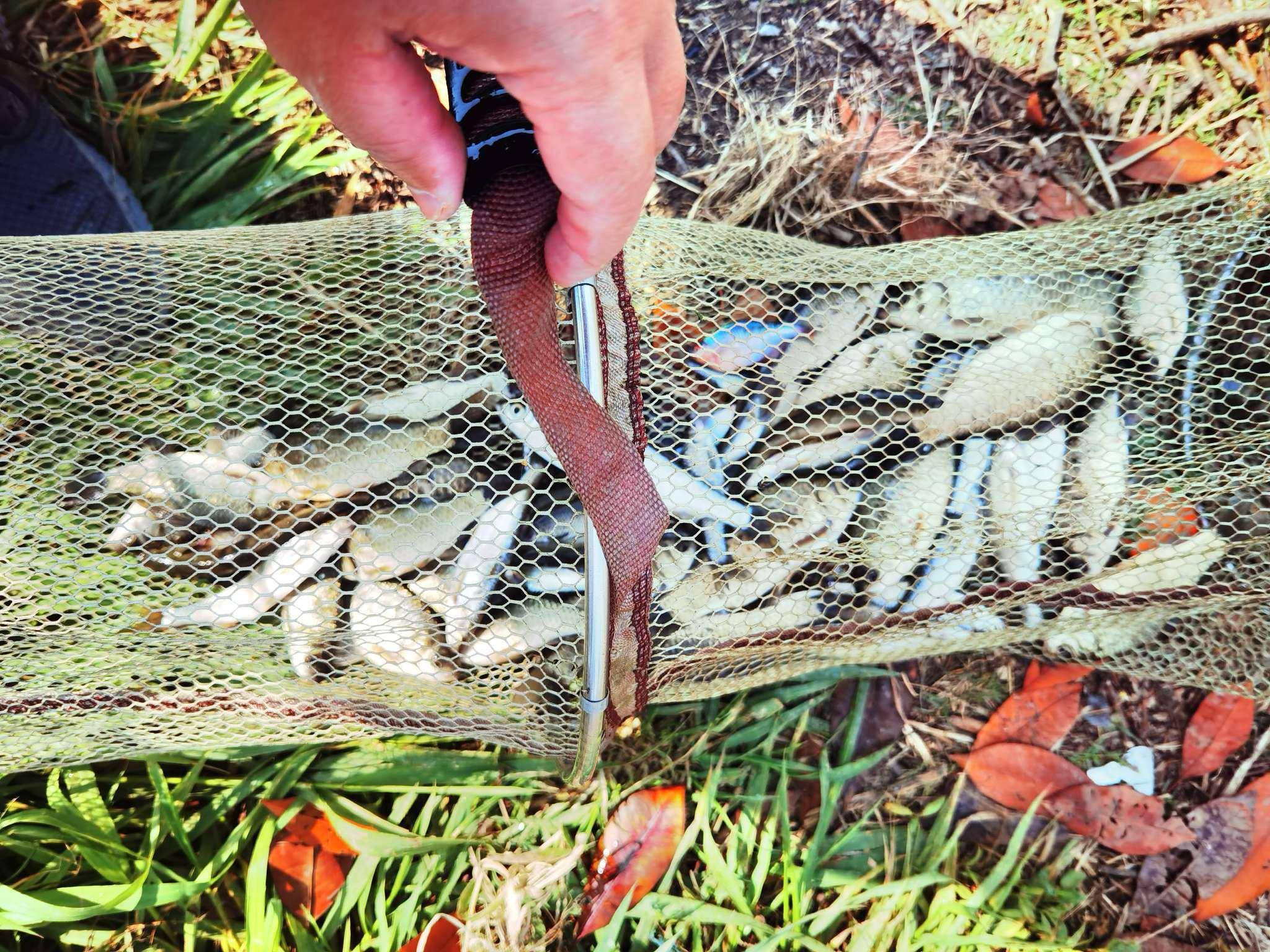 數量不少,重量在兩斤左右,主要還是以鯽魚和餐條為主,外加麥穗和鰟鮍!