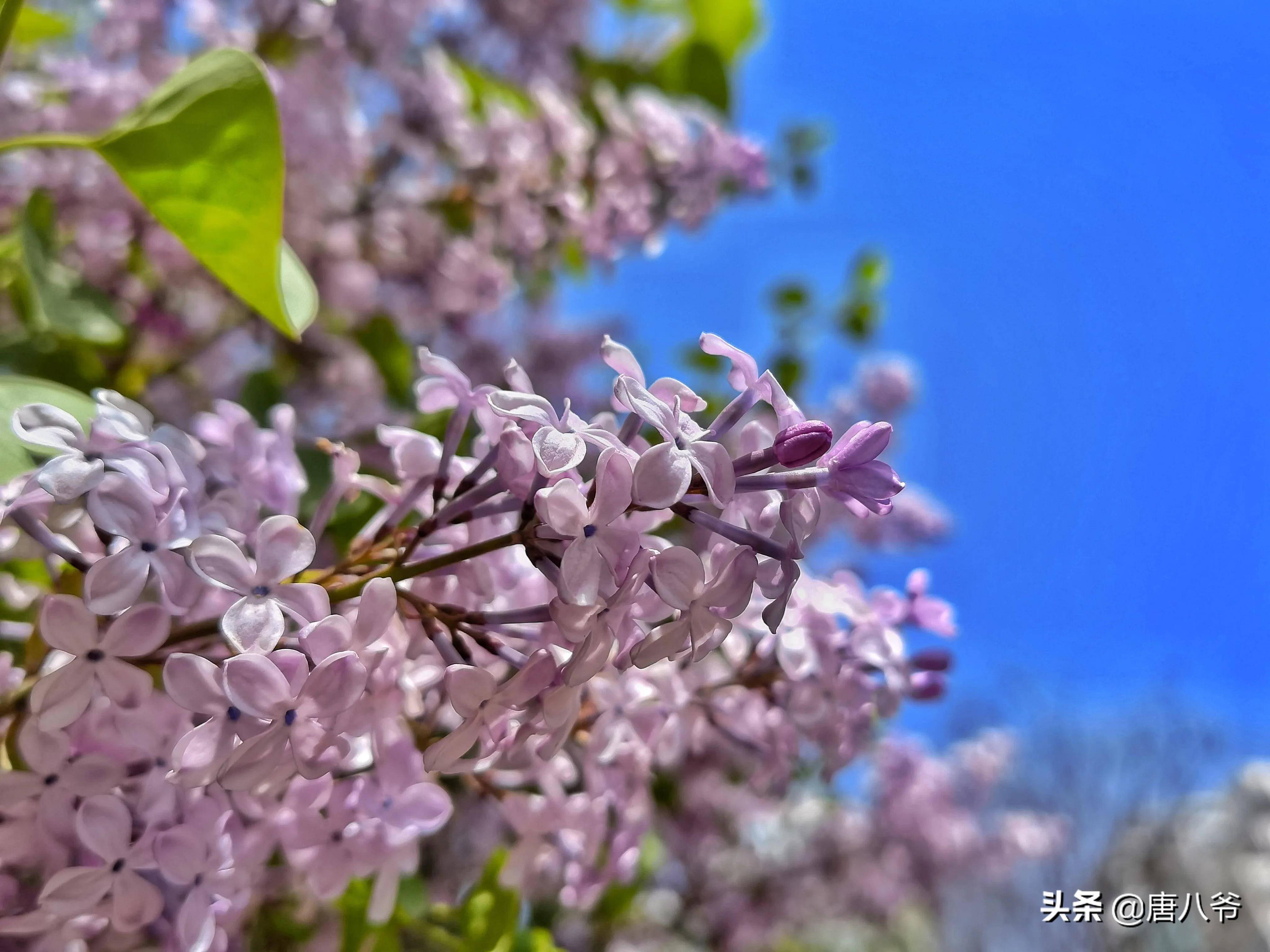 西宁丁香花开了 春花 季节 香花 西宁丁香花开了 春花 季节 香花