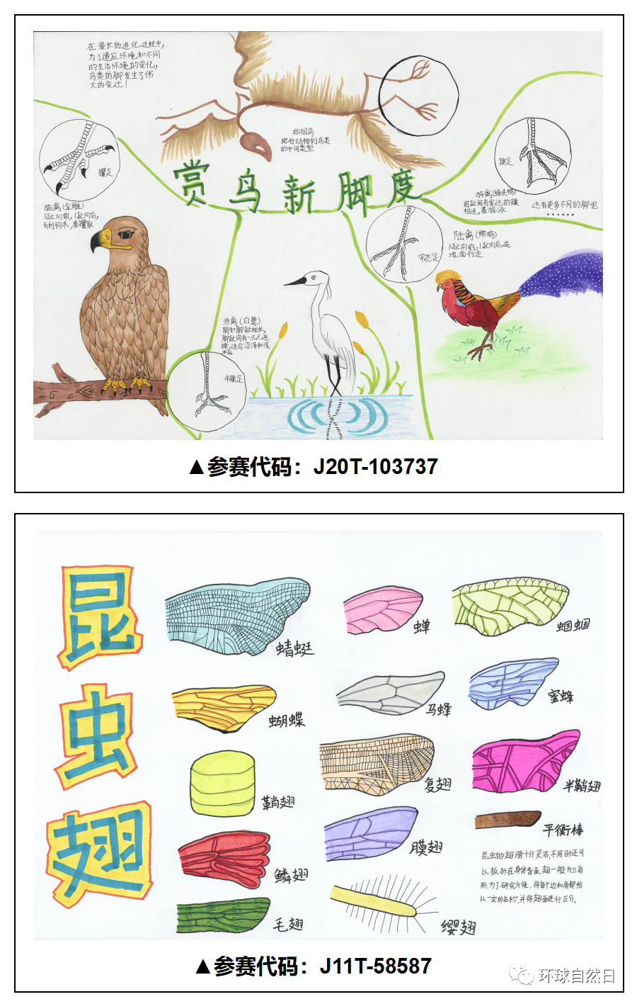 【官宣】环球自然日2021总决赛科普绘画作品赏析
