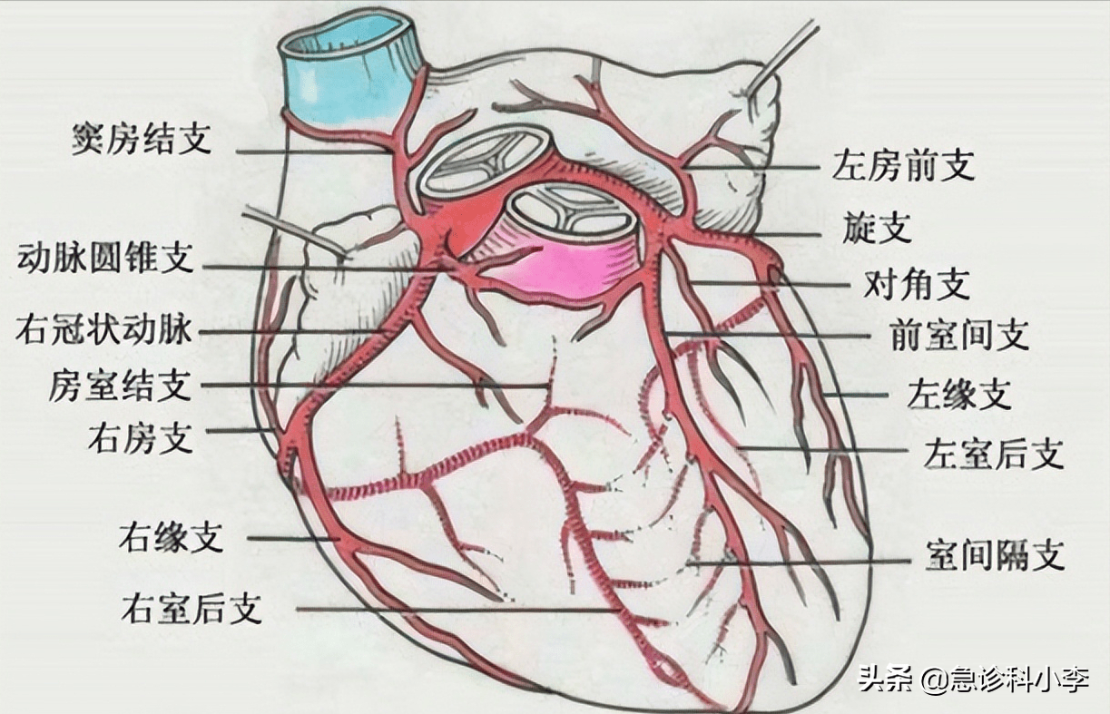 心的冠状沟位置图图片