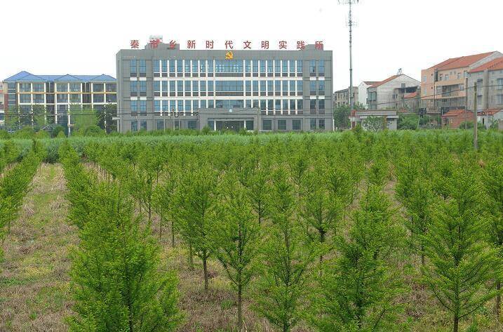 江陵縣秦市鄉的200畝中山杉將成一道新風景