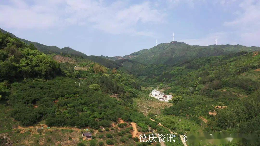 有得摘德慶沙旁種植青梅3000多畝村民開始在山上忙碌