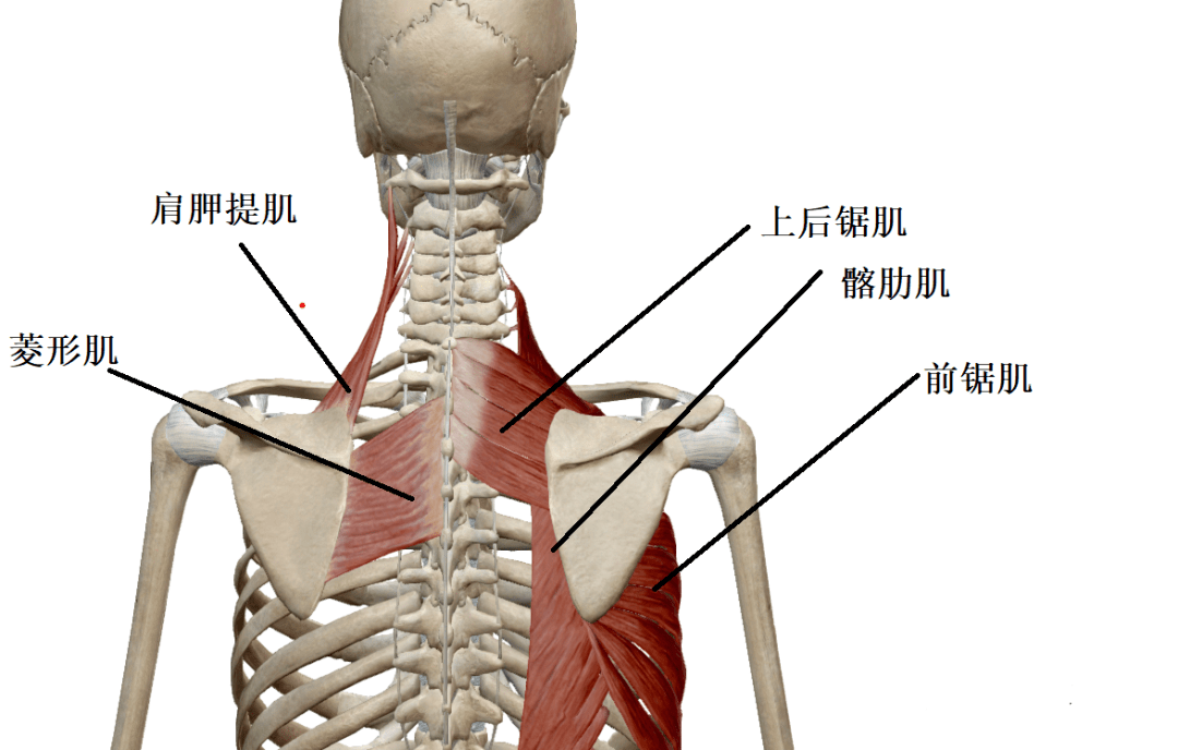 肩呷骨图片