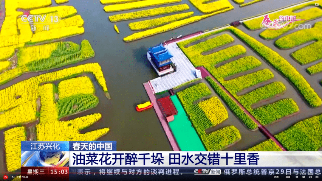 人世间百媚千红唯对你情有独钟央媒集中推介千垛菜花香彻云端