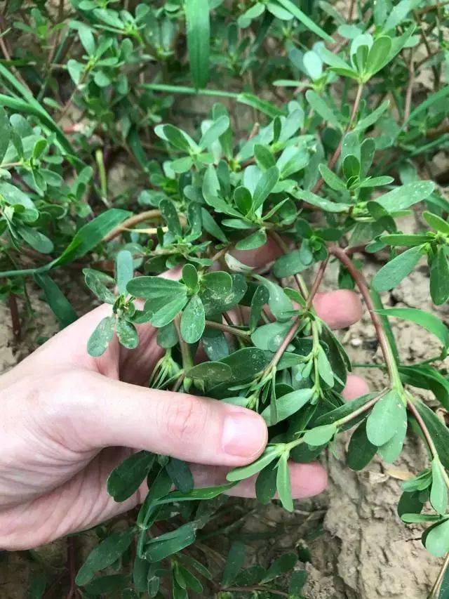 马齿苋(6)平卧茎茎通常草质而细长,在近地表的基部即分枝,平卧地面