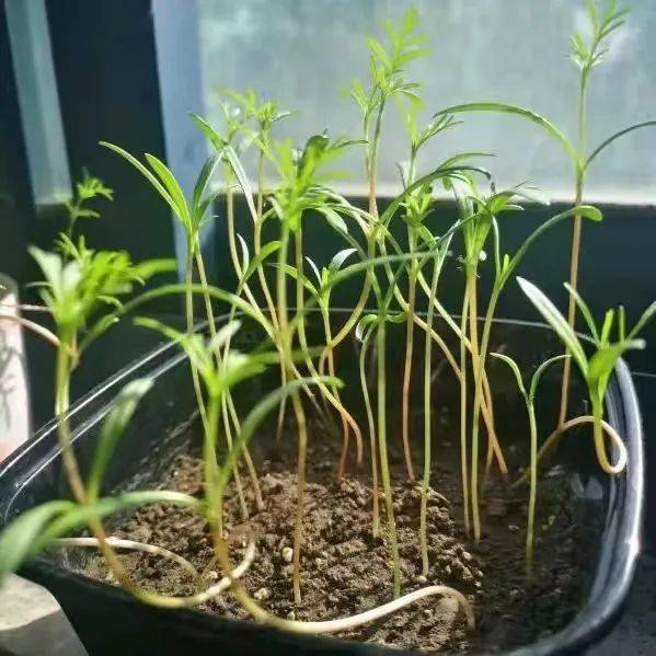 波斯菊太阳花快来看看seuer的种子成长计划