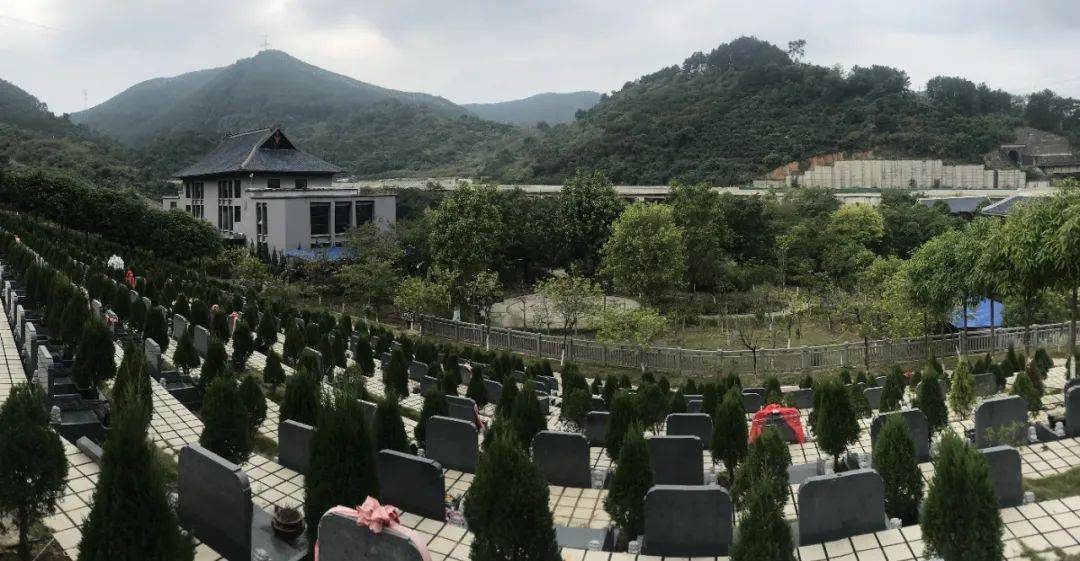百色市拟修改殡葬管理办法,取消强制火化_遗体_公墓_民政部门
