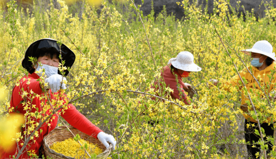 连翘花开 武乡药农采摘忙