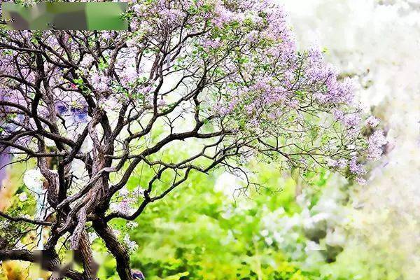 園林植物大學問:根和莖_變態_植株_直立莖