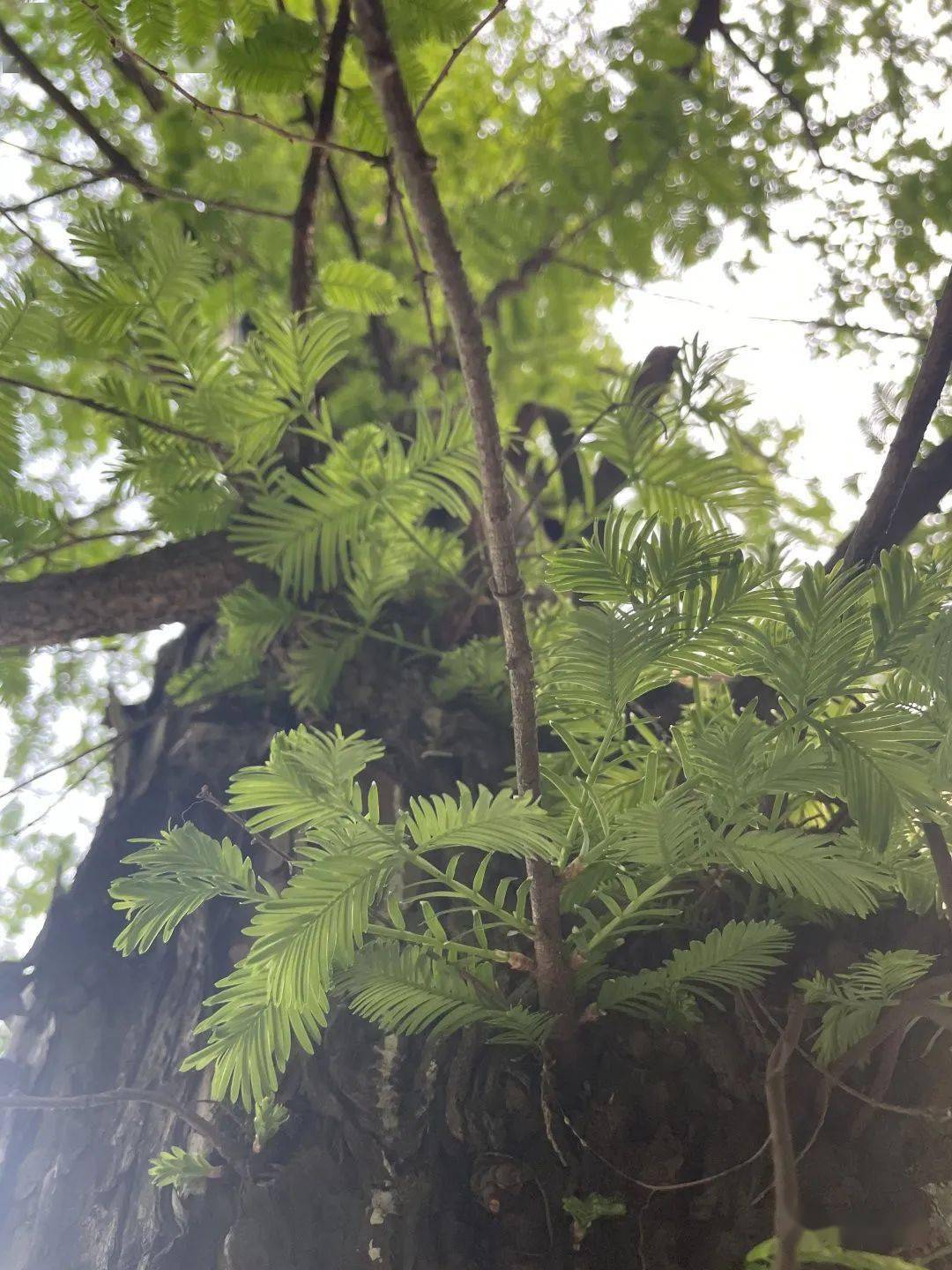 观察一棵树水杉23