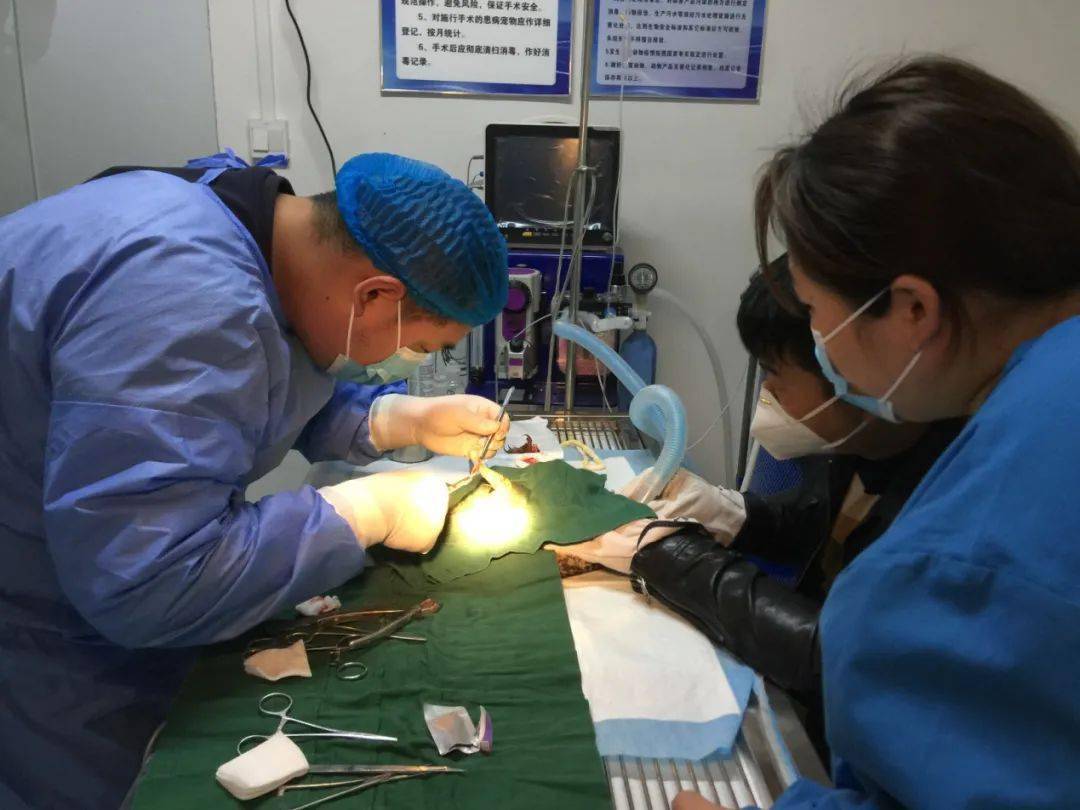 这只"短耳鸮"一只腿有"骨折"的迹象,便将其带至有资质的宠物诊所治疗