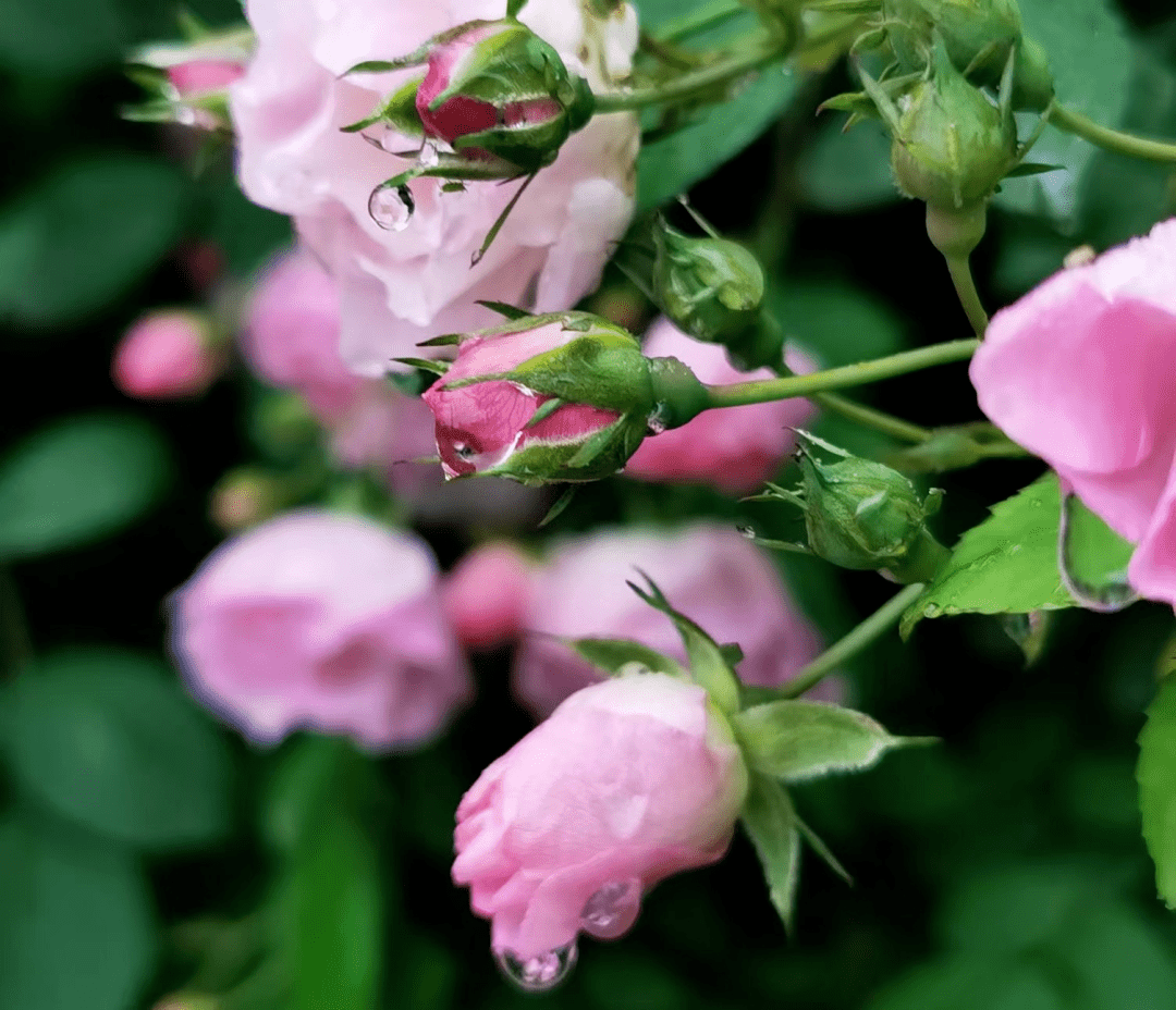 谷雨| 诗两首_馨竹_布谷鸟_母亲