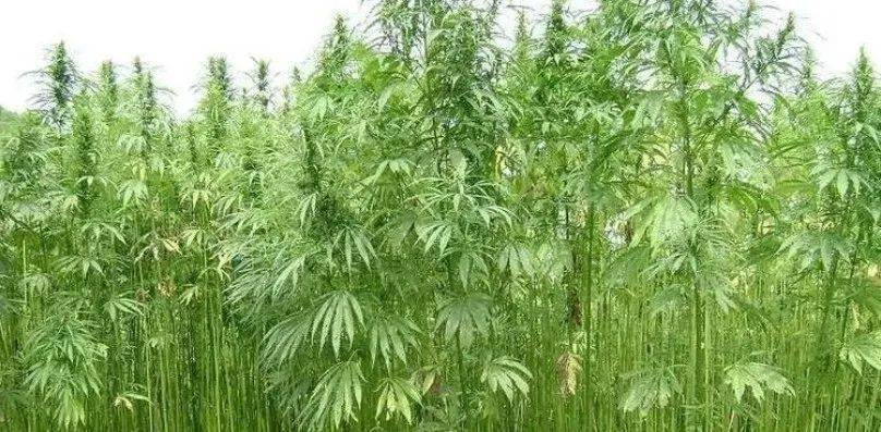 恰特草巧茶,英文catha edulis,又名阿拉伯茶,也门茶,埃塞俄比亚茶