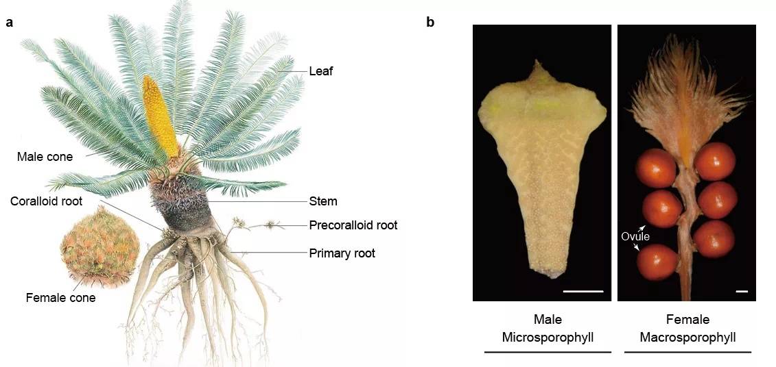据华大生命科学研究院研究员刘欢介绍,该项目选取苏铁类最基部的类群