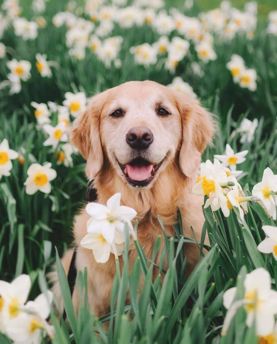 当金毛和鲜花同框每张都美得可以做壁纸