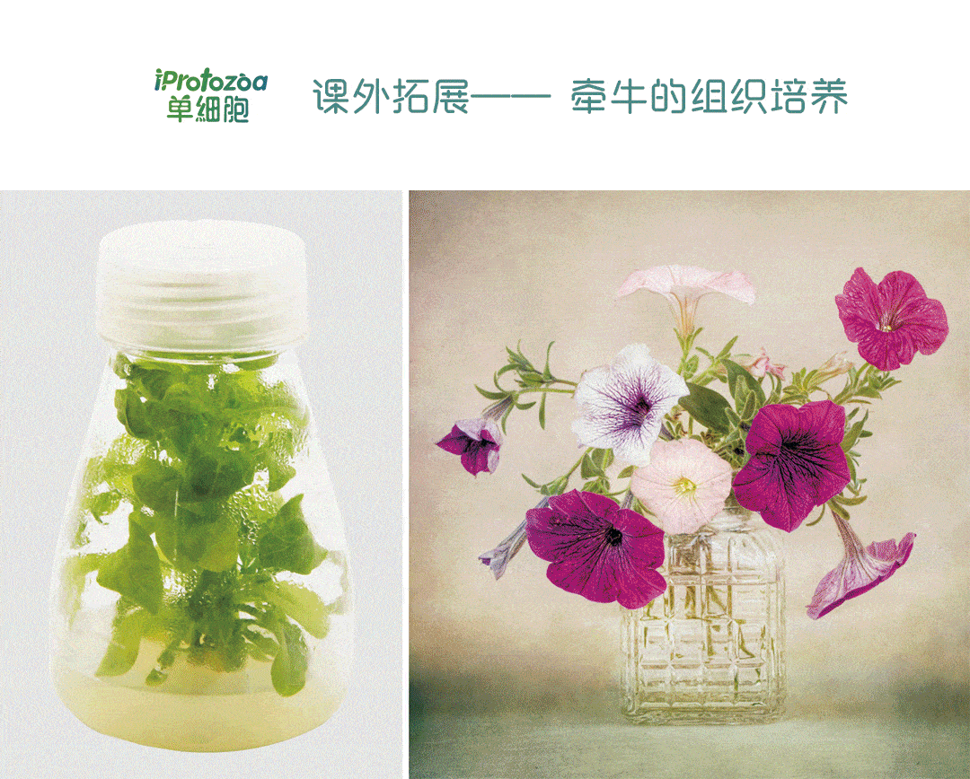 实验:菊花的组织培养(附送礼物)_细胞_植物_哈伯