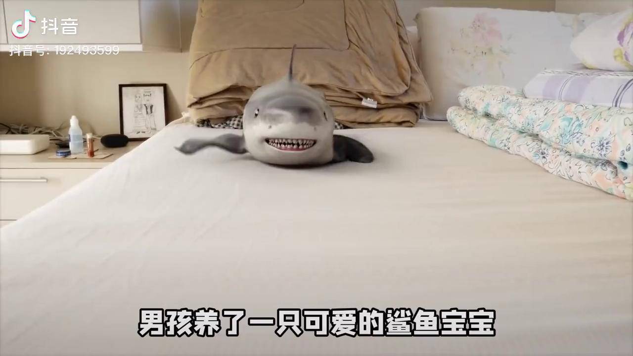这只鲨鱼宝宝太聪明了居然还会玩游戏萌宠鲨鱼玩游戏